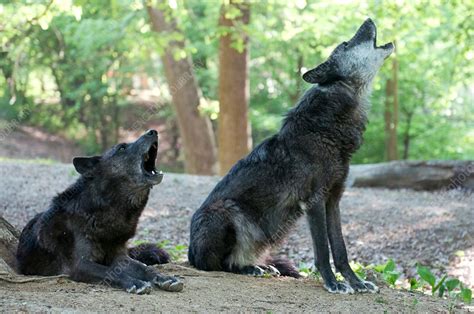 Gray wolves howling - Stock Image - C013/7528 - Science Photo Library