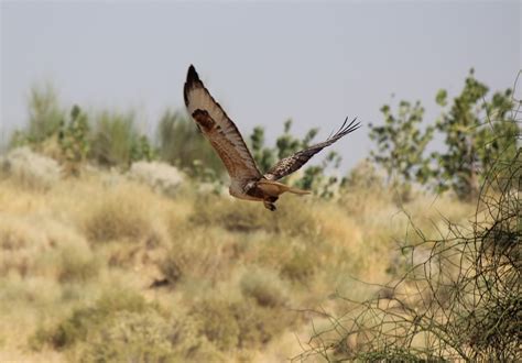 Birding Goa: Birds of Prey found in goa