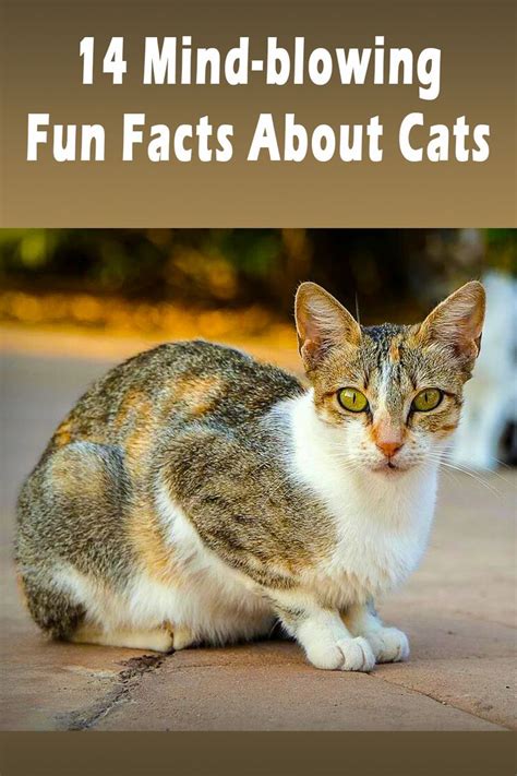 14 Mind-blowing Fun Facts about Cats | Fun facts about cats, Cat facts ...