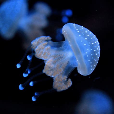 Aussie Spotted Jellyfish – Jellyfish Warehouse