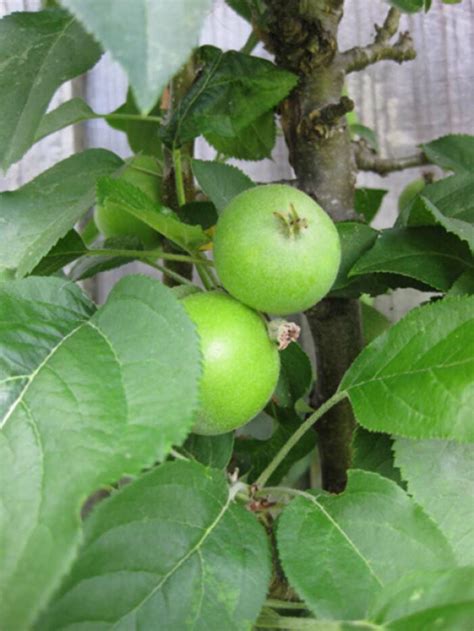 Columnar Apple Trees for Suburban Yards - Fine Gardening