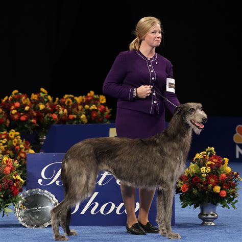 2024 Dog Show Thanksgiving Winner - Aggie Sonnie