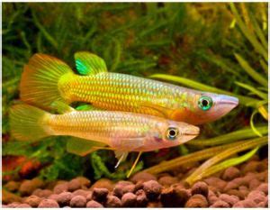 Golden Wonder Killifish for sale | Arizona Aquatic Gardens