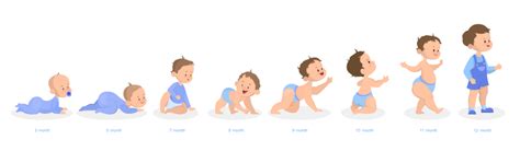 Baby Growth Process Newborn Preschool Child | Physical development in children, Baby growth ...