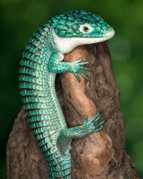 Cool Exotic Reptile Pets | Pets Animals US