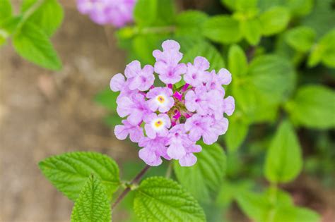 Lantana montevidensis (Trailing Lantana)