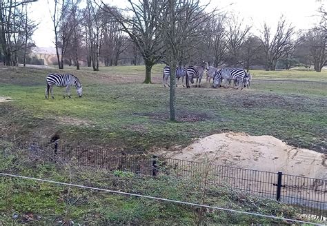 Grant's zebra herd - ZooChat