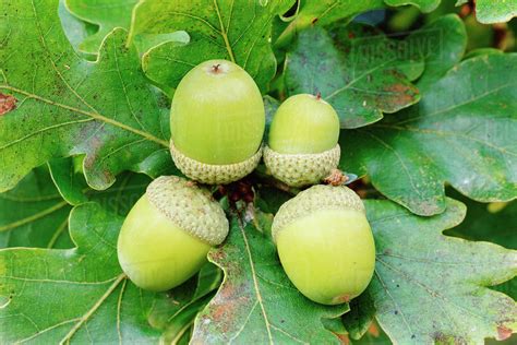 Acorns of English oak tree (Quercus robur). Cornwall, UK. - Stock Photo - Dissolve