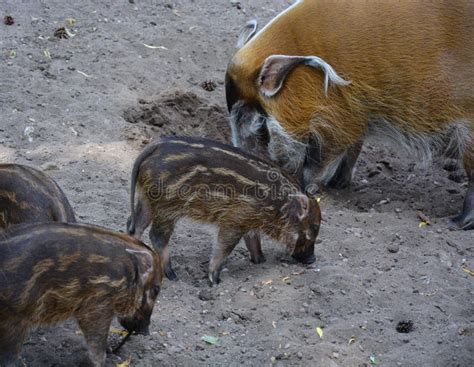 Red River Hog Baby Mother Stock Photos - Free & Royalty-Free Stock Photos from Dreamstime