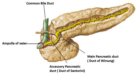 Pancreas – Anatomy QA