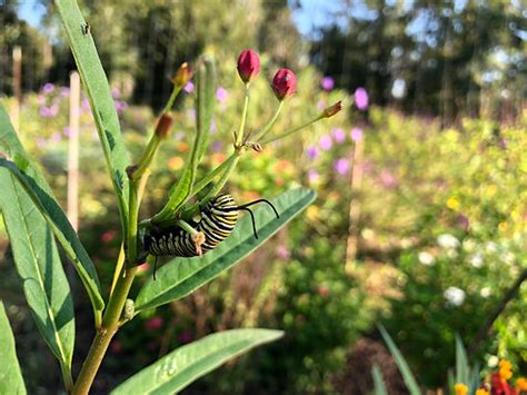 Milkweed Identification Guide | monarch