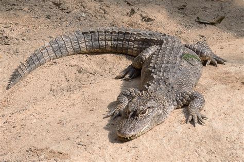 Chinese alligator | Population, Habitat, Size, & Facts | Britannica