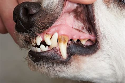 How to Stop & Prevent Periodontal Disease in Dogs | Cave Creek Vets