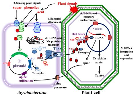 Major steps of the Agrobacterium tumefaciens-mediated plant... | Download Scientific Diagram