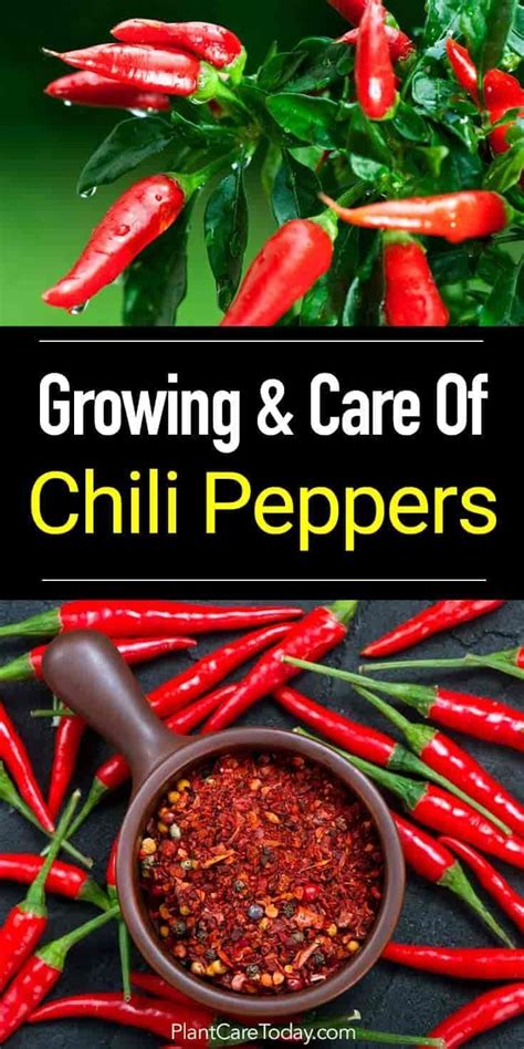 How To Grow The Chile Peppers Plant | Stuffed peppers, Pepper plants, Growing peppers