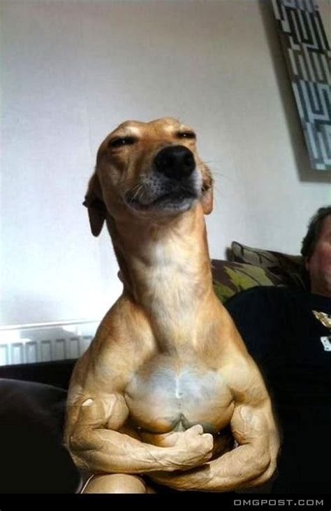 Muscle Dog.. Looks Strong | Dog reaction, Dog memes, Funny dog faces