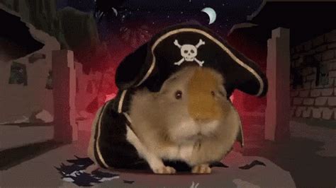 Pirateship Guinea Pig GIF - Pirateship GuineaPig GuineaPirate - Discover & Share GIFs