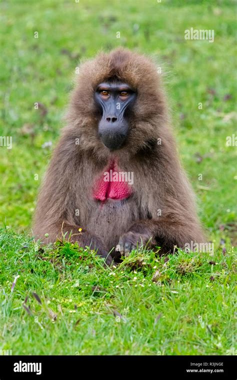 Gelada Mountain Monkey, Simien Mountain, Ethiopia Stock Photo - Alamy