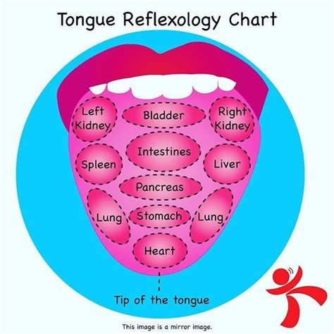 Tongue Reflexology Chart! Learn about how the different parts of the tongue associate with ...