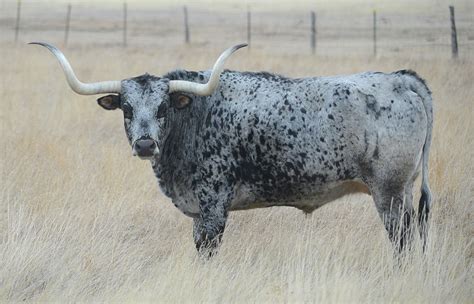 Longhorn Bull Photograph by Whispering Peaks Photography - Pixels