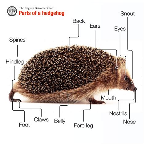 Parts of a hedgehog - Grammar Tips