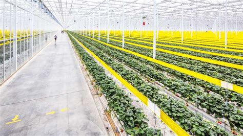 Mastronardi Produce opens operations center in Laredo, Texas - MEXICONOW