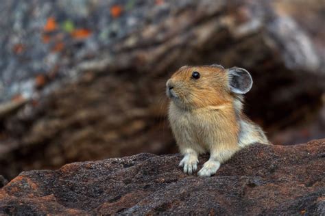 Mammals of Rocky Mountain National Park