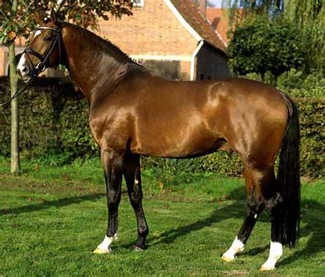 Westphalian Horse Breed Information, History, Videos, Pictures