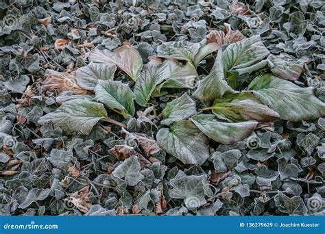 Ivy leaves with hoar frost stock image. Image of park - 136279629