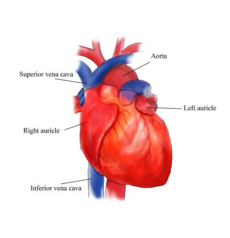 External Structures Of The Human Heart | MedicineBTG.com