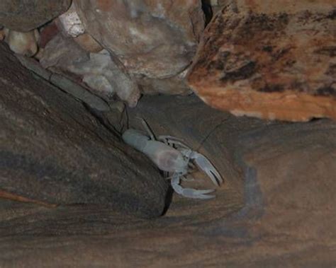 10 Creatures That Thrive in Caves | Cave animals, Creatures, Water animals
