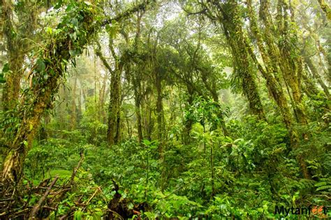 Santa Elena Cloud Forest Reserve: The Cloud Forest Guide