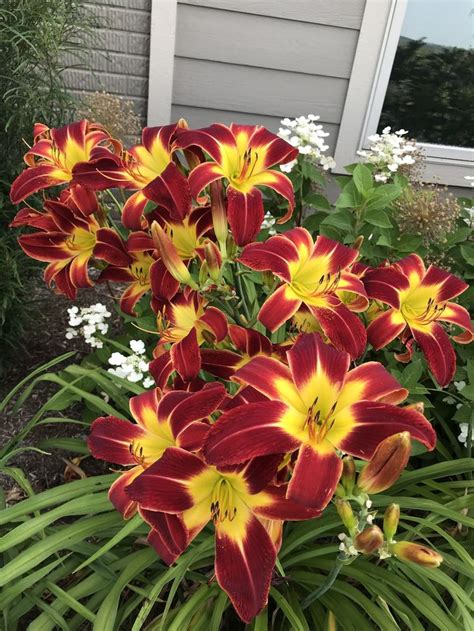 Entire plant photo of Daylily (Hemerocallis 'Redheaded Hussy') uploaded ...