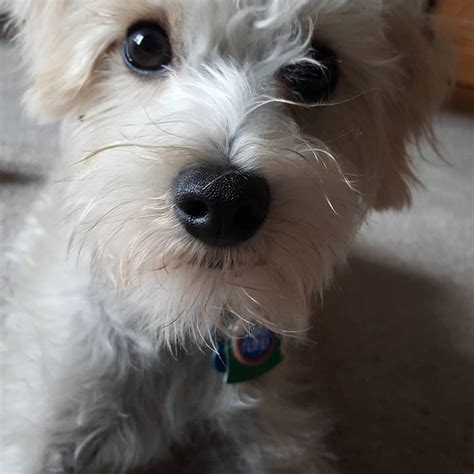 Schnoodle puppy Murphy at 7 months | Schnoodle puppy, Schnoodle, Puppies