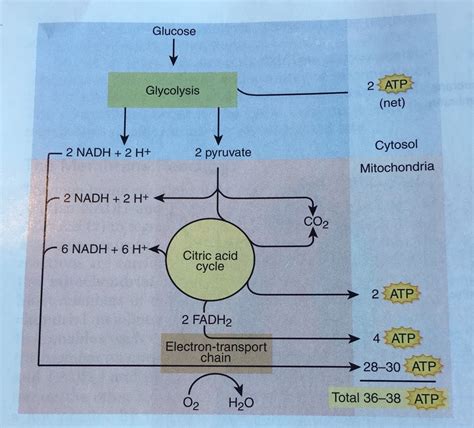 ATP synthase and glucose catabolism Diagram | Quizlet