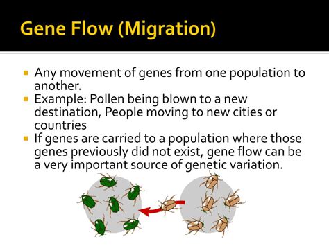 Gene Flow Examples