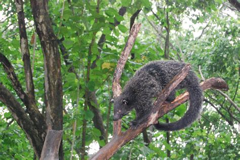 PALAWAN HOTELS, RESORTS, AND ATTRACTIONS: PALAWAN WILDLIFE RESCUE AND CONSERVATION CENTER ...