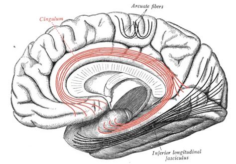 Cingulum - definition