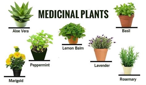 Medicinal Plants Lecture | Providence Monthly | providenceonline.com