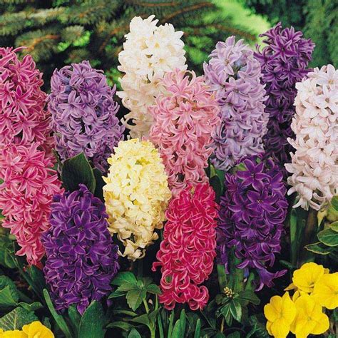 beautiful Hyacinths color variety #garden #flowers #hyacinth | Early spring flowers, Fragrant ...