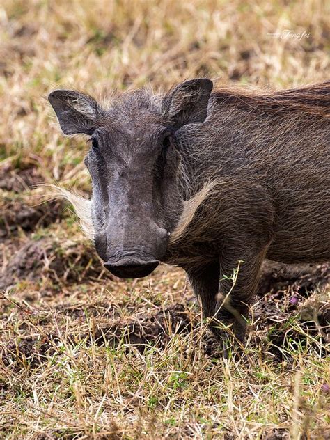 Wart hog by fengfei via http://ift.tt/2tITiWF | African wildlife, Hog ...