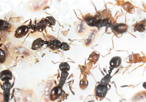 Tetramorium caespitum - AntWiki