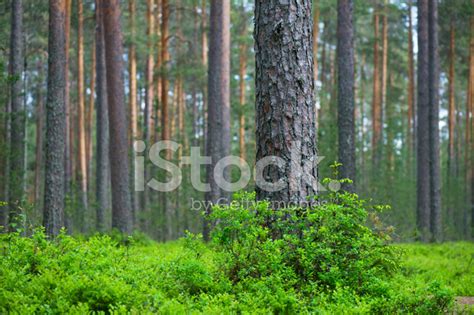 Scots Pine Forest Stock Photo | Royalty-Free | FreeImages