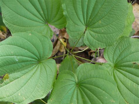 Wild yam (Dioscorea villosa) | Identify that Plant