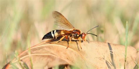 What Is a Cicada Killer? - How to Get Rid of Cicada Killer Wasps