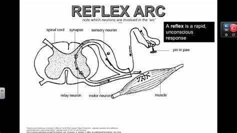 Reflex Arc Diagram No Labels