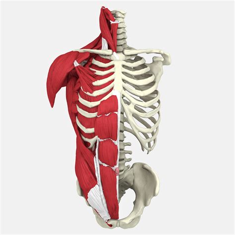 Anatomie du torse humain modèle 3D $89 - .fbx .max .ma .obj - Free3D