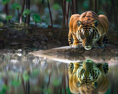 1280x1024 Tiger Glowing Eyes Drinking Water 4k Wallpaper,1280x1024 ...