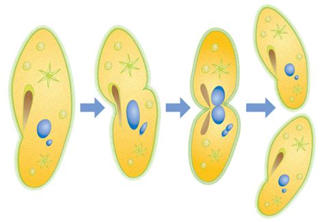 Binary fission diagram - nfcwest