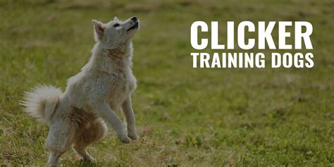 Clicker Training Dogs – Methods, Equipment, How To, Pros, Cons & FAQ